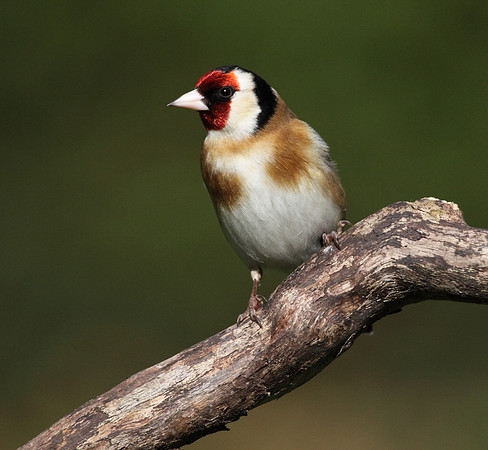 Goldfinch