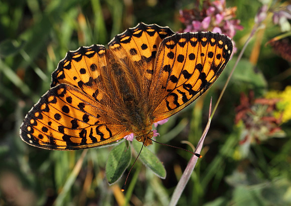 Dark Green Fritillary