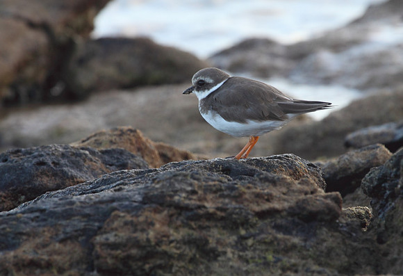 Ringed Plover