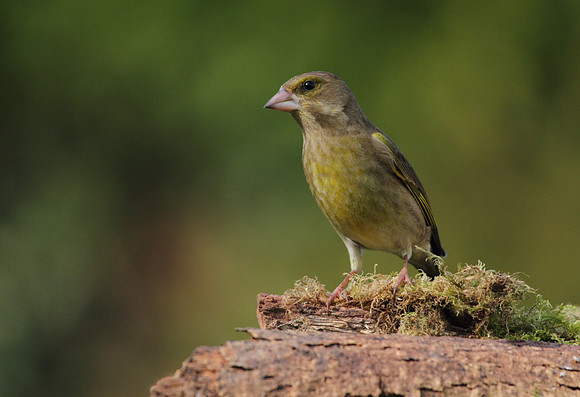 Male Greenfinch