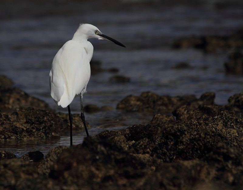 Little Egret
