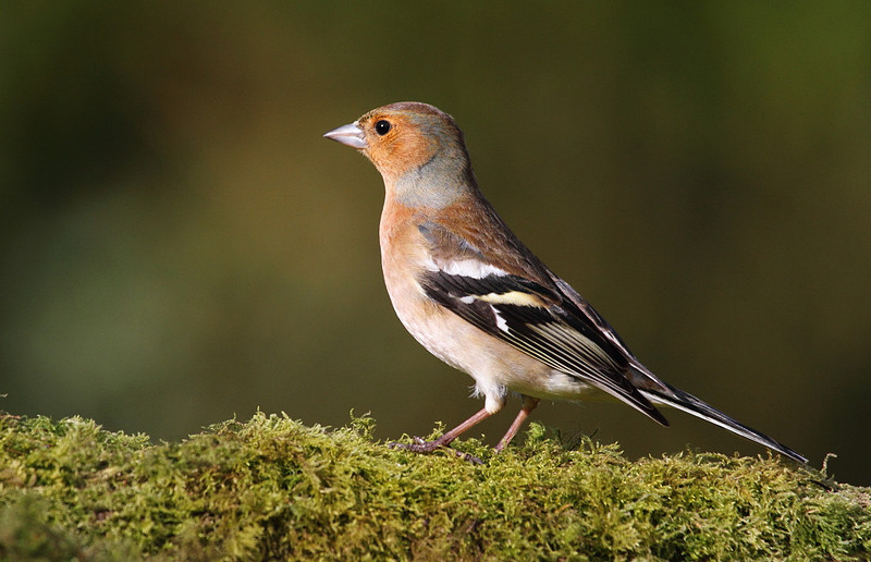 Male Chaffinch