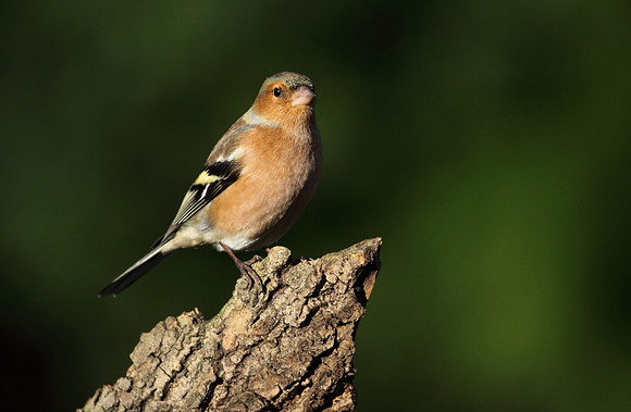 Male Chaffinch