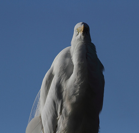 Great Egret
