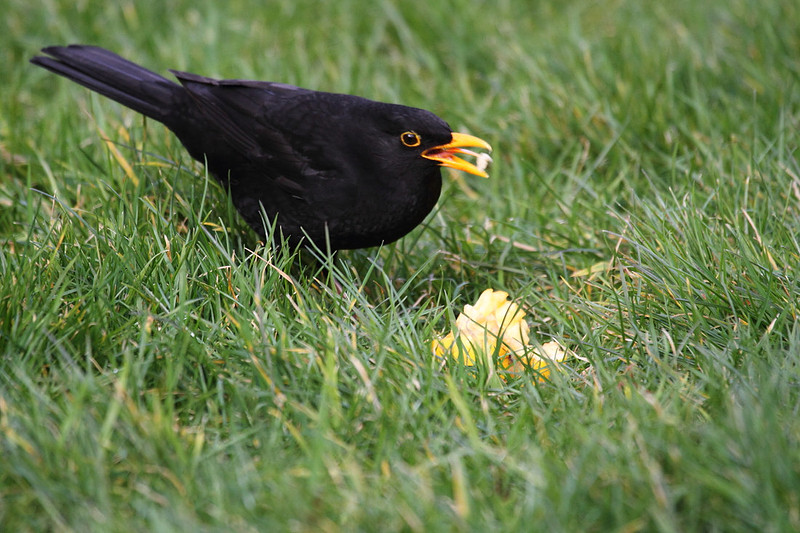 Male Blackbird