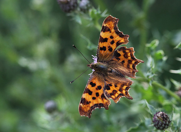 Comma