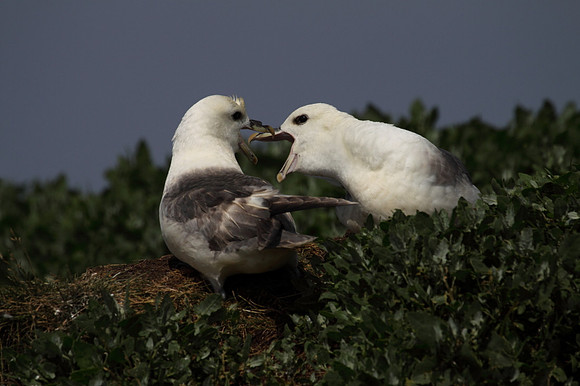 Fulmars Sparring