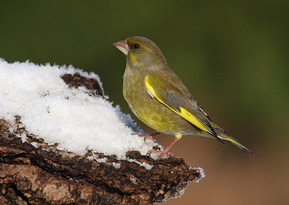 Male Greenfinch