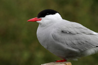 Arctic Tern