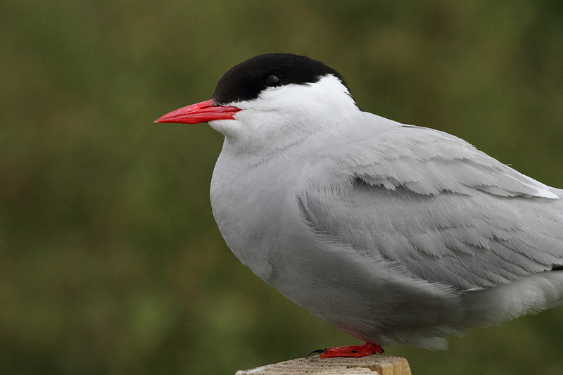 Arctic Tern