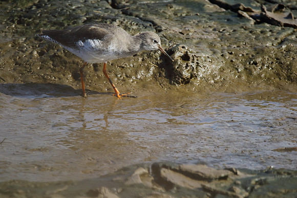 Redshank