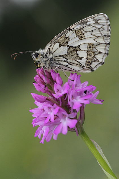Marbled White