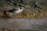 Redshank
