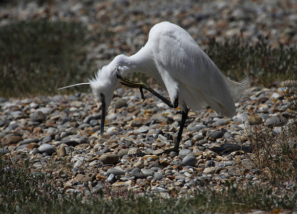 Little Egret