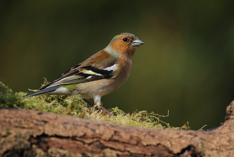 Male Chaffinch