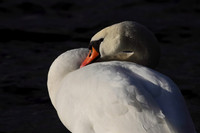 Mute Swan