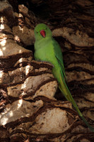 Ring Necked Parakeet