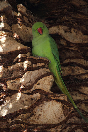 Ring Necked Parakeet