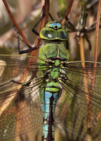 Emperor Dragonfly