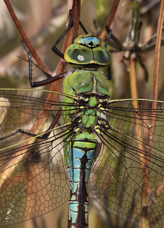 Emperor Dragonfly