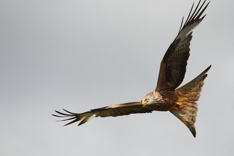 Red Kite