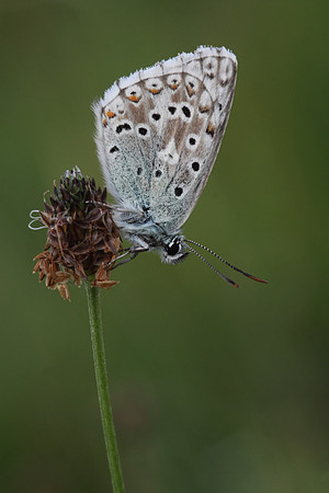 Chalk Hill Blue  (male)