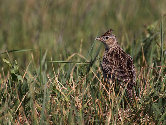 Skylark