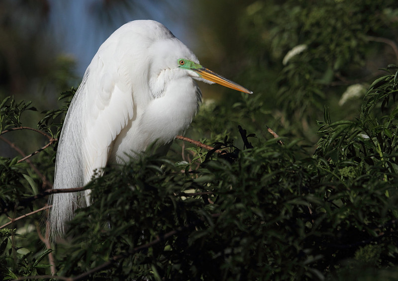 Great Egret