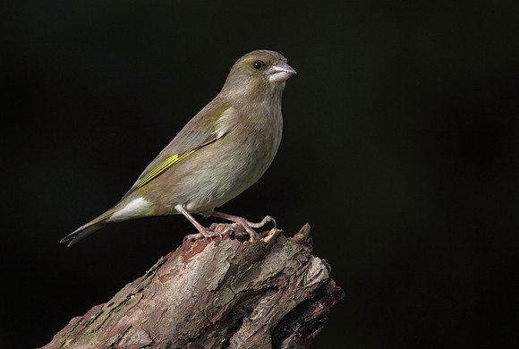 Female Greenfinch