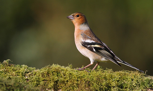 Male Chaffinch