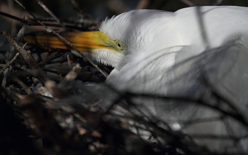 Great Egret on nest