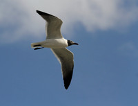 Laughing Gull