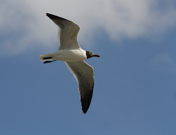 Laughing Gull
