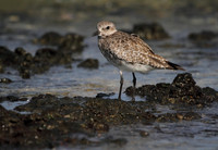 Grey Plover
