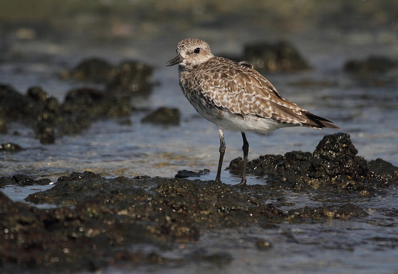 Grey Plover