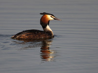 Great Crested Grebe