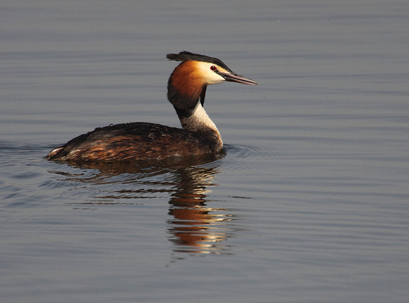 Great Crested Grebe