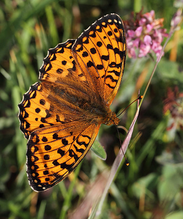 Dark Green Fritillary