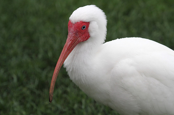 White Ibis