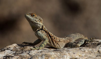 Agama Lizard