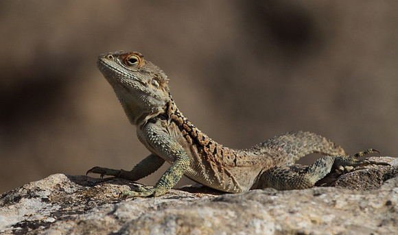 Agama Lizard