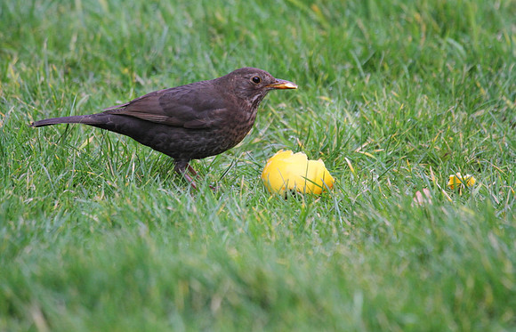 Female Blackbird