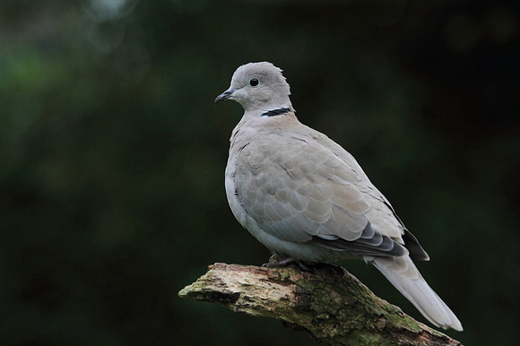 Collared Dove