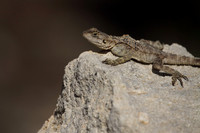 Agama Lizard