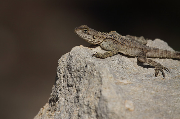 Agama Lizard