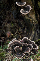 Many Zoned Polypore