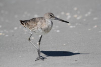 Willet