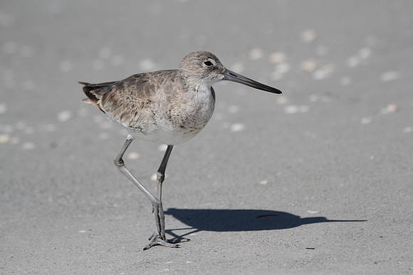 Willet