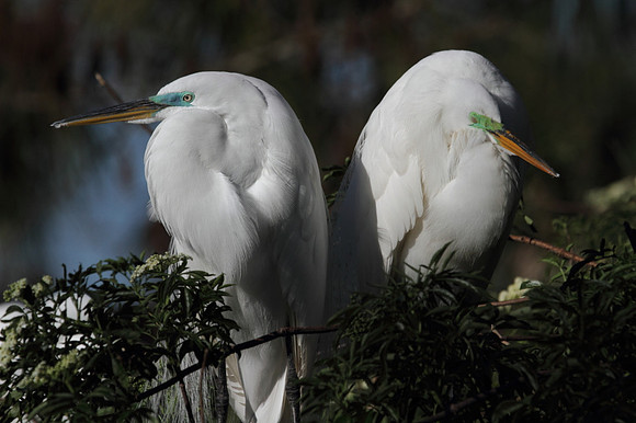 Great Egrets