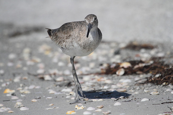 Willet